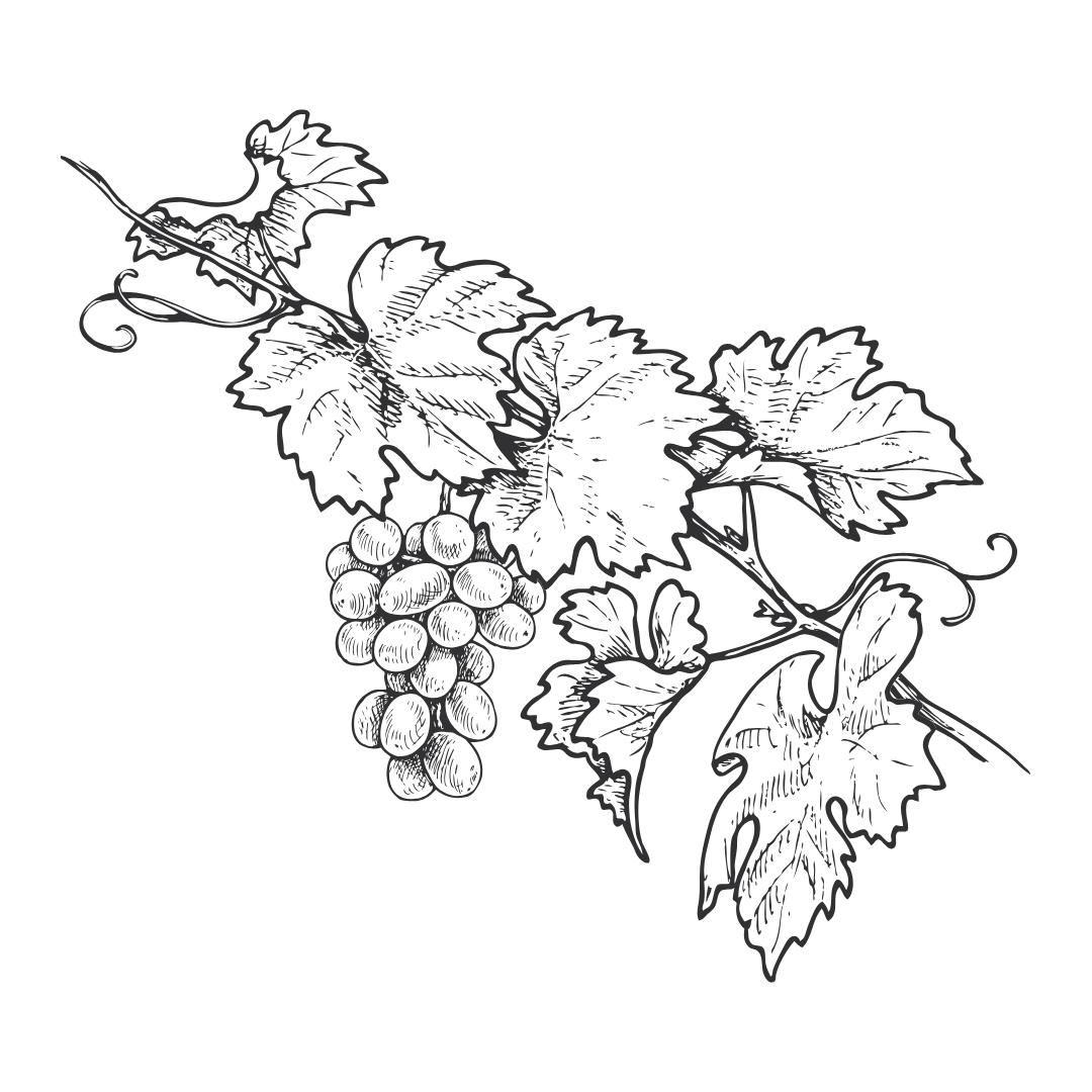 Dessin de vignes décoratives